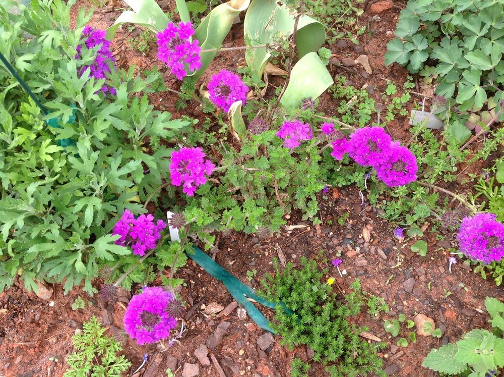 Photo of Purple Verbena (Verbena canadensis 'Homestead Purple') uploaded by abhege
