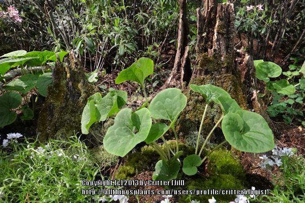 Photo of Wild Ginger (Asarum canadense) uploaded by critterologist
