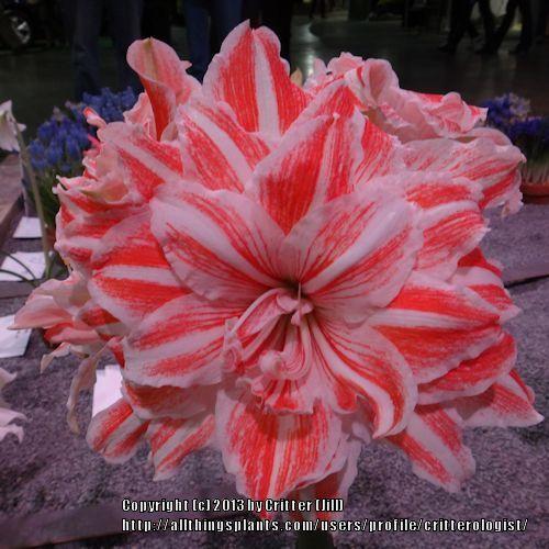 Photo of Amaryllis (Hippeastrum 'Dancing Queen') uploaded by critterologist