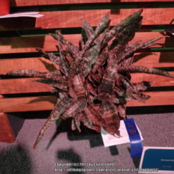 Location: 2013 Philadelphia Flower Show
Date: 2013-03-07
blue ribbon color, for sure!  just as mahogany red/bronze as the 