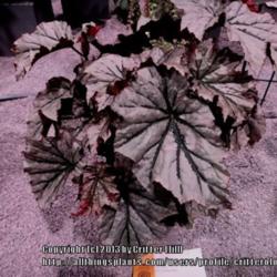 Location: Philadelphia Flower Show
Date: 2013-03-13
Leaves were a good 8 inches across...  not sure why it only got a