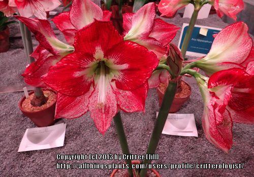 Photo of Amaryllis (Hippeastrum 'Flamenco Queen') uploaded by critterologist