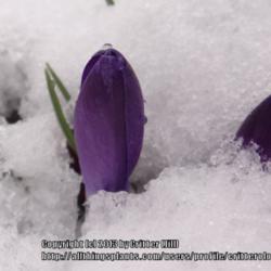Location: Joyanna's Crocus Patch (Frederick MD)
Date: 2013-03-28
They've even been known to start blooming UNDER the snow & are re