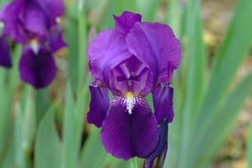 Photo of Intermediate Bearded Iris (Iris 'Crimson King') uploaded by eclayne