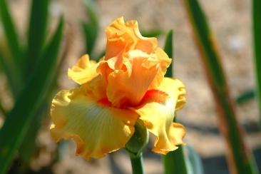 Photo of Tall Bearded Iris (Iris 'Crackling Caldera') uploaded by eclayne