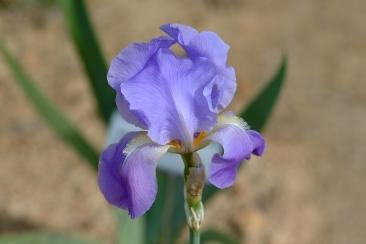 Photo of Tall Bearded Iris (Iris pallida 'Dalmatica') uploaded by eclayne