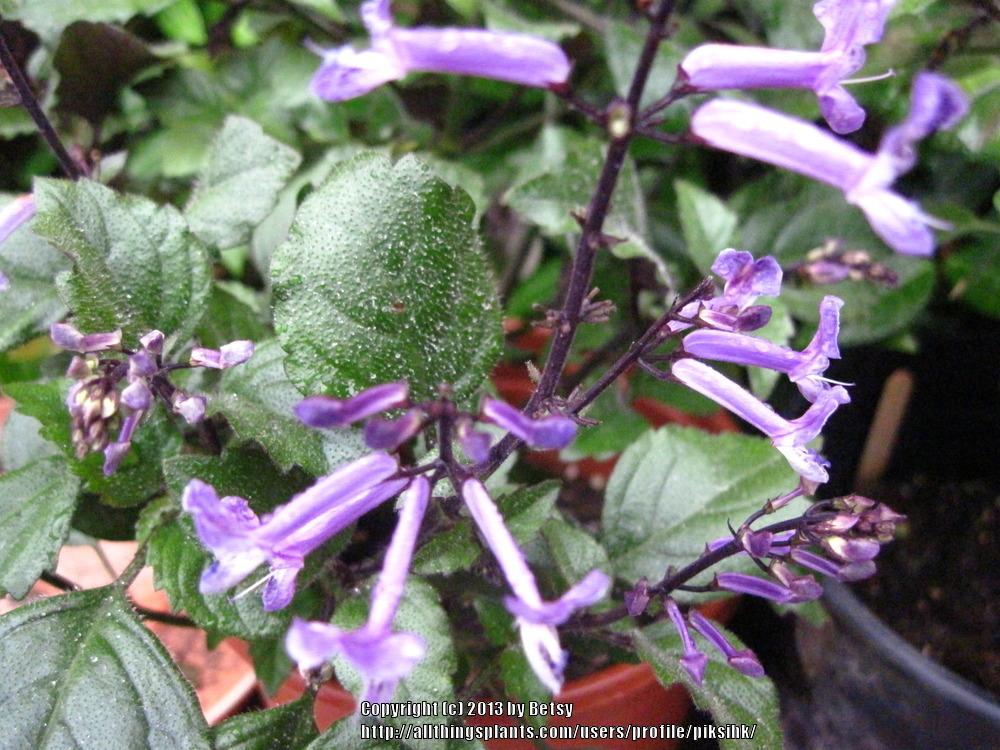 Photo of Spur Flower (Plectranthus Mona Lavender) uploaded by piksihk