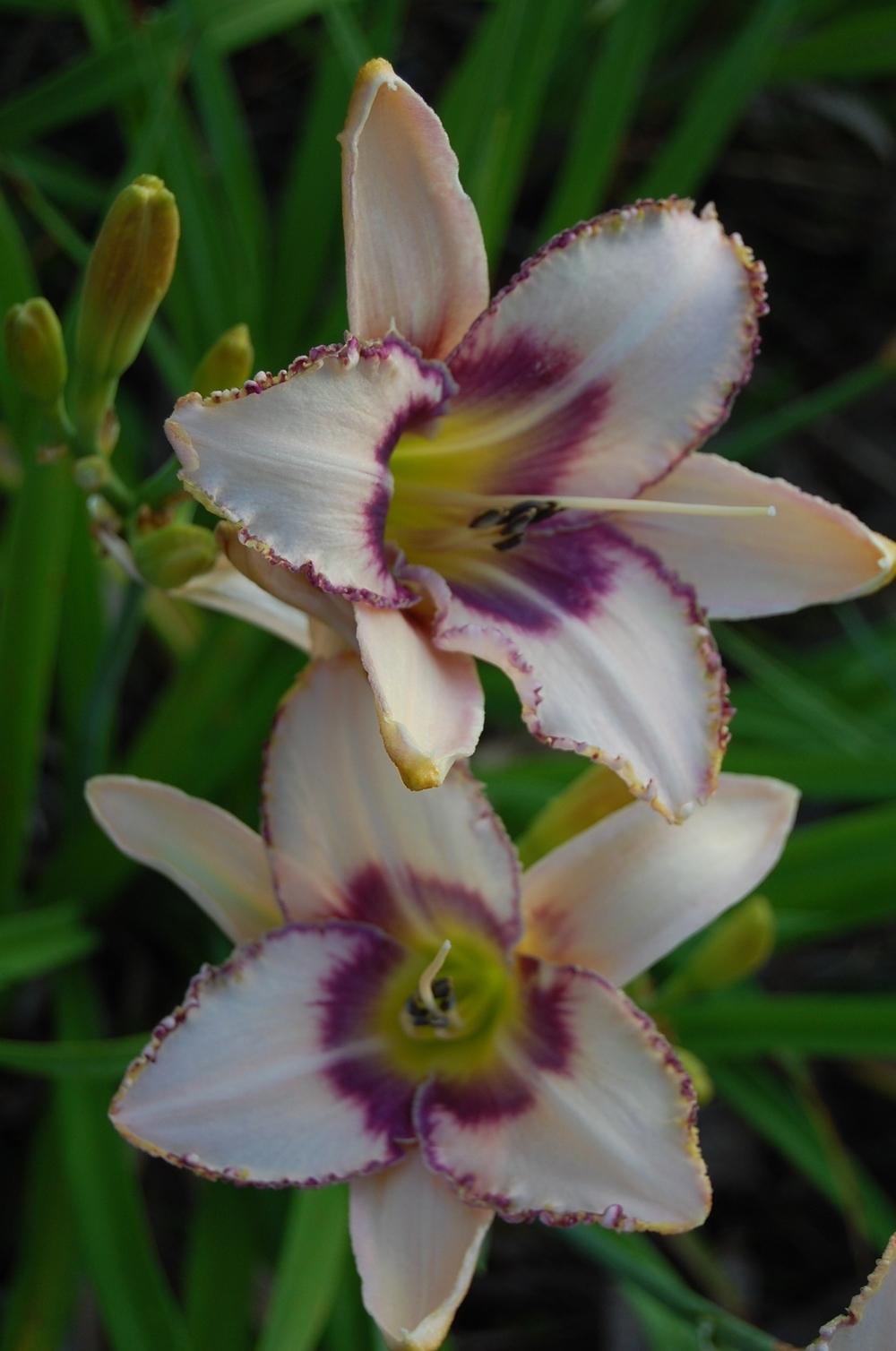 Photo of Daylily (Hemerocallis 'Destined to See') uploaded by pixie62560