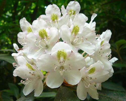 Photo of Rosebay Rhododendron (Rhododendron maximum) uploaded by robertduval14