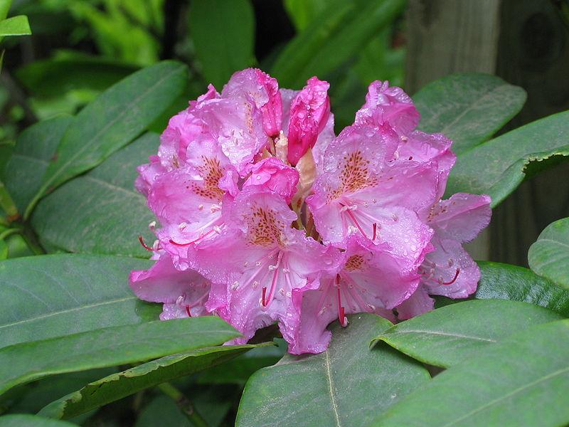 Photo of Pacific Rhododendron (Rhododendron macrophyllum) uploaded by robertduval14