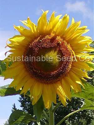 Photo of Sunflower (Helianthus annuus 'Mammoth Grey Stripe') uploaded by vic