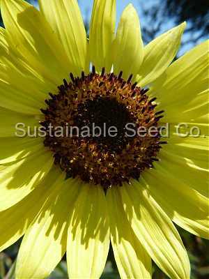Photo of Sunflower (Helianthus annuus 'Lemon Queen') uploaded by vic