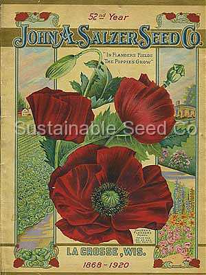 Photo of Field Poppy (Papaver rhoeas) uploaded by vic