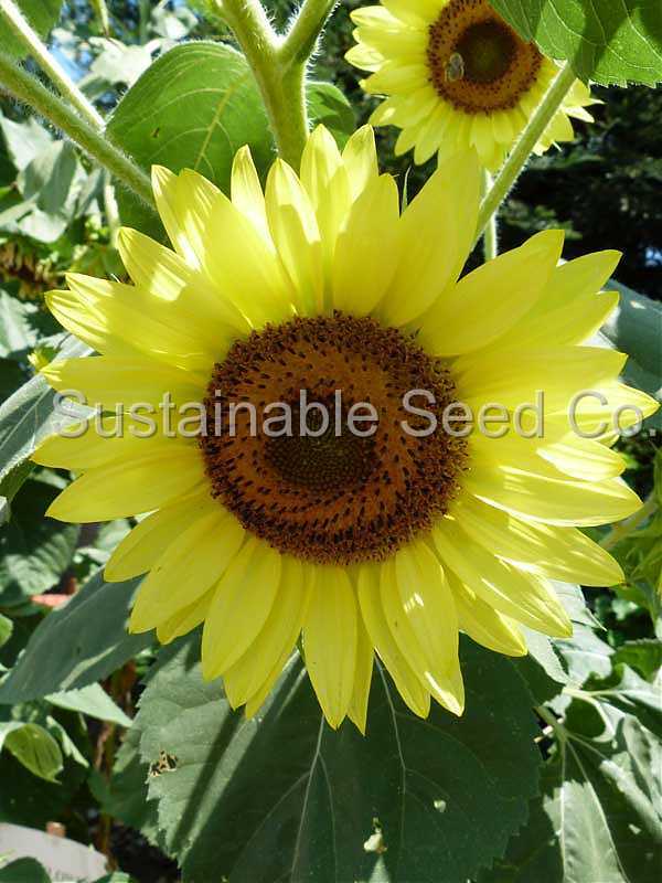 Photo of Sunflower (Helianthus annuus 'Lemon Queen') uploaded by vic