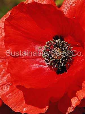 Photo of Field Poppy (Papaver rhoeas) uploaded by vic