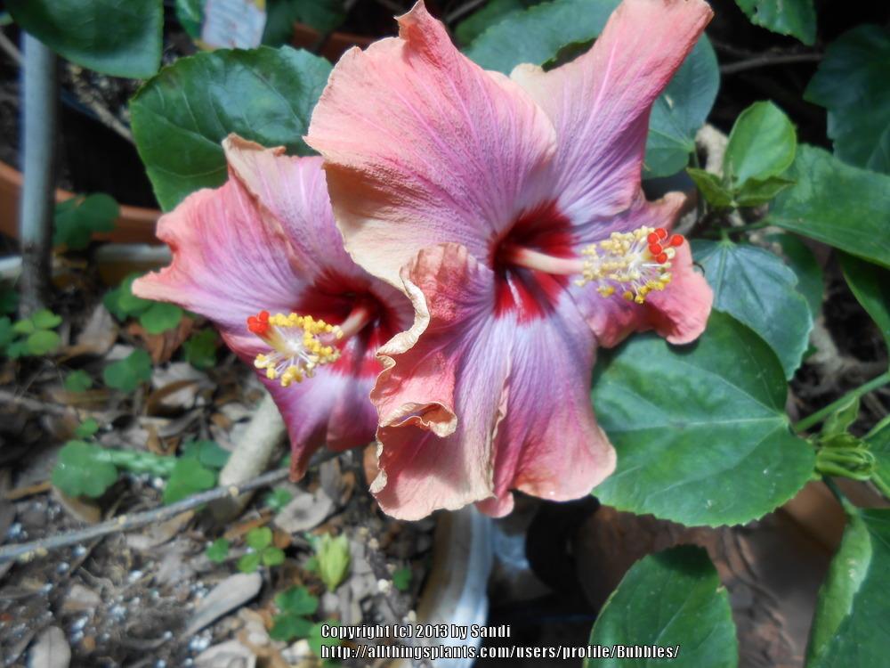 Photo of Tropical Hibiscus (Hibiscus rosa-sinensis 'Rum Runner') uploaded by Bubbles