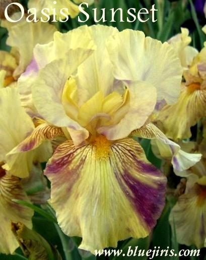 Photo of Tall Bearded Iris (Iris 'Oasis Sunset') uploaded by Calif_Sue
