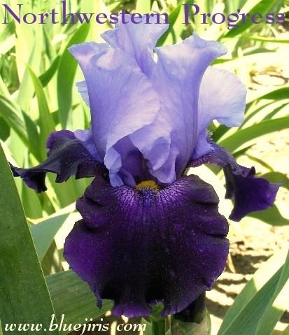 Photo of Tall Bearded Iris (Iris 'Northwest Progress') uploaded by Calif_Sue