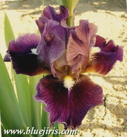 Photo of Intermediate Bearded Iris (Iris 'Moonglade') uploaded by Calif_Sue