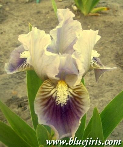 Photo of Standard Dwarf Bearded Iris (Iris 'My Kayla') uploaded by Calif_Sue