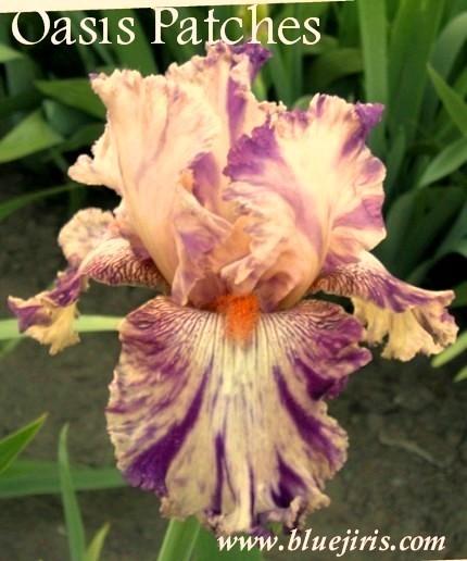 Photo of Tall Bearded Iris (Iris 'Oasis Patches') uploaded by Calif_Sue