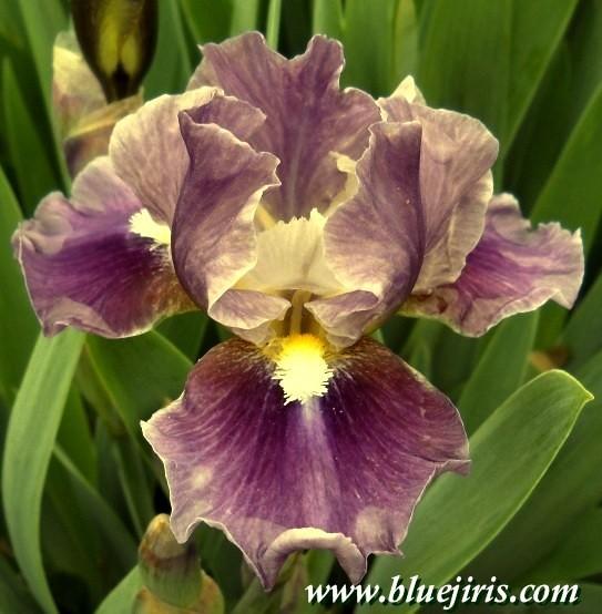 Photo of Intermediate Bearded Iris (Iris 'Moonglade') uploaded by Calif_Sue