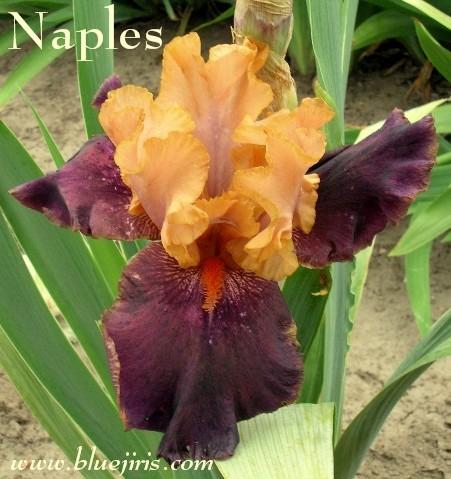 Photo of Tall Bearded Iris (Iris 'Naples') uploaded by Calif_Sue
