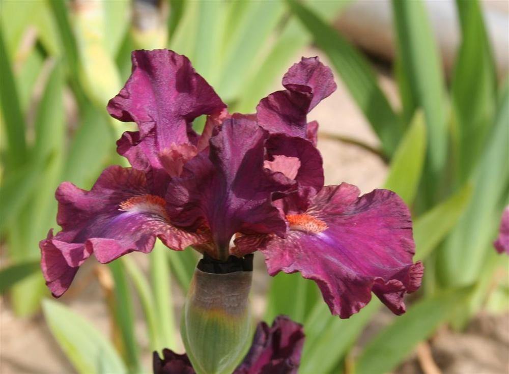 Photo of Intermediate Bearded Iris (Iris 'Revved Up Rose') uploaded by KentPfeiffer