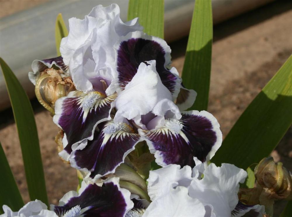 Photo of Standard Dwarf Bearded Iris (Iris 'Puddy Tat') uploaded by KentPfeiffer