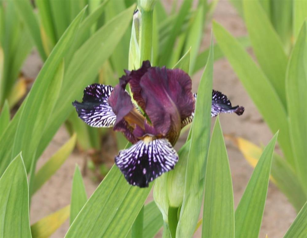Photo of Miniature Tall Bearded Iris (Iris 'Rayos Adentro') uploaded by KentPfeiffer
