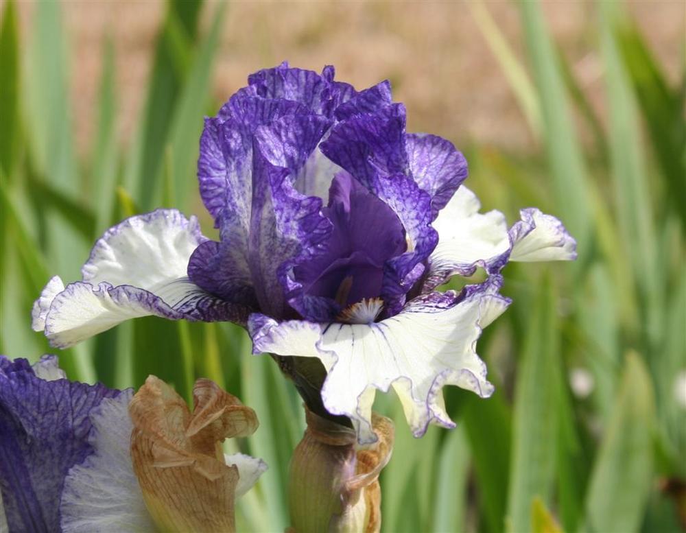 Photo of Intermediate Bearded Iris (Iris 'Presto Change-O') uploaded by KentPfeiffer