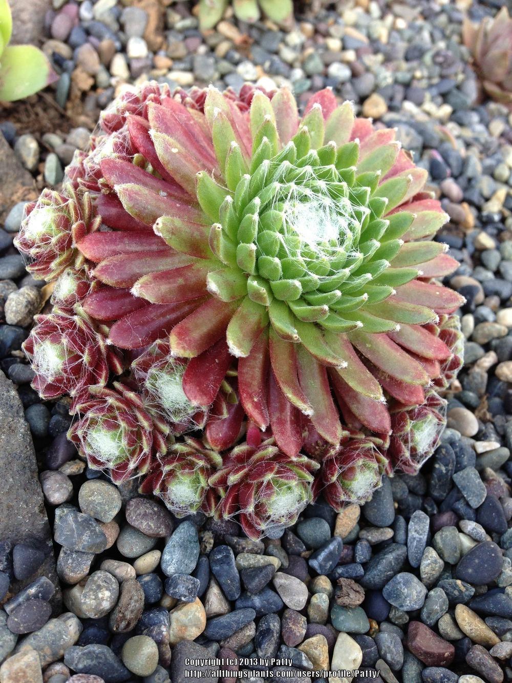 Photo of Hen and Chicks (Sempervivum 'Mona Lisa') uploaded by Patty