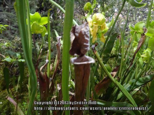 Photo of Pitcher Plant (Sarracenia flava) uploaded by critterologist