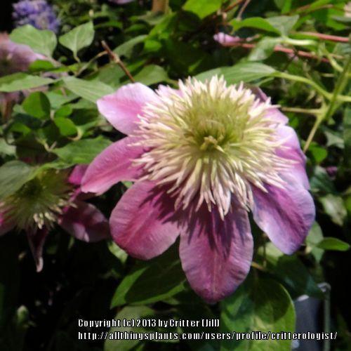 Photo of Clematis Empress™ uploaded by critterologist