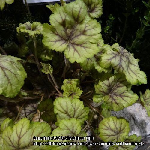 Photo of Coral Bells (Heuchera 'Circus') uploaded by critterologist