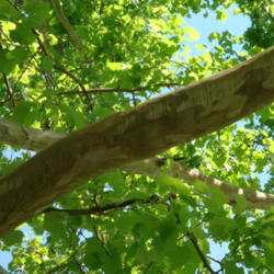 Location: zone 8 Lake City, Fl.
Date: 2013-04-13
The limb of a 34 yr. old tree