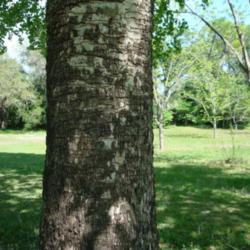 Location: zone 8 Lake City, Fl.
Date: 2013-04-13
The trunk of a 34 yr. old tree