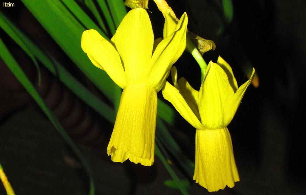 Photo of Cyclamineus Daffodil (Narcissus 'Itzim') uploaded by jmorth