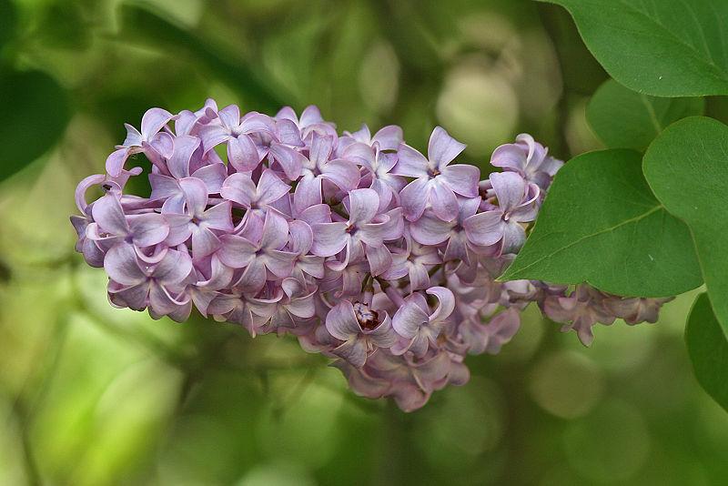 Photo of Common Lilac (Syringa vulgaris) uploaded by robertduval14