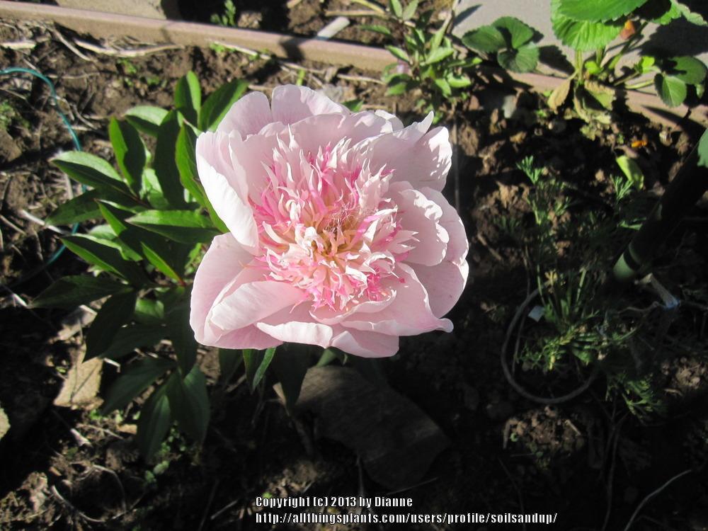 Photo of Peonies (Paeonia) uploaded by soilsandup