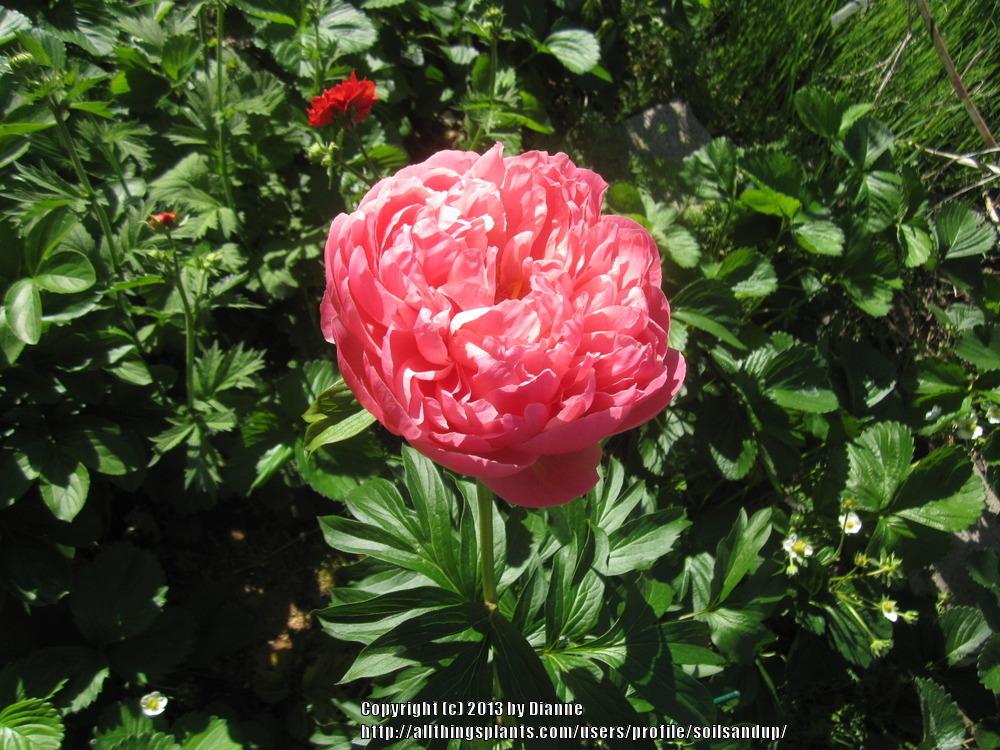 Photo of Garden Peony (Paeonia 'Coral Charm') uploaded by soilsandup