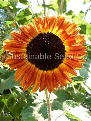 Photo of Sunflower (Helianthus annuus 'Red Sun') uploaded by vic