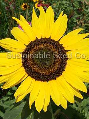 Photo of Sunflower (Helianthus annuus 'Dwarf Sunspot') uploaded by vic