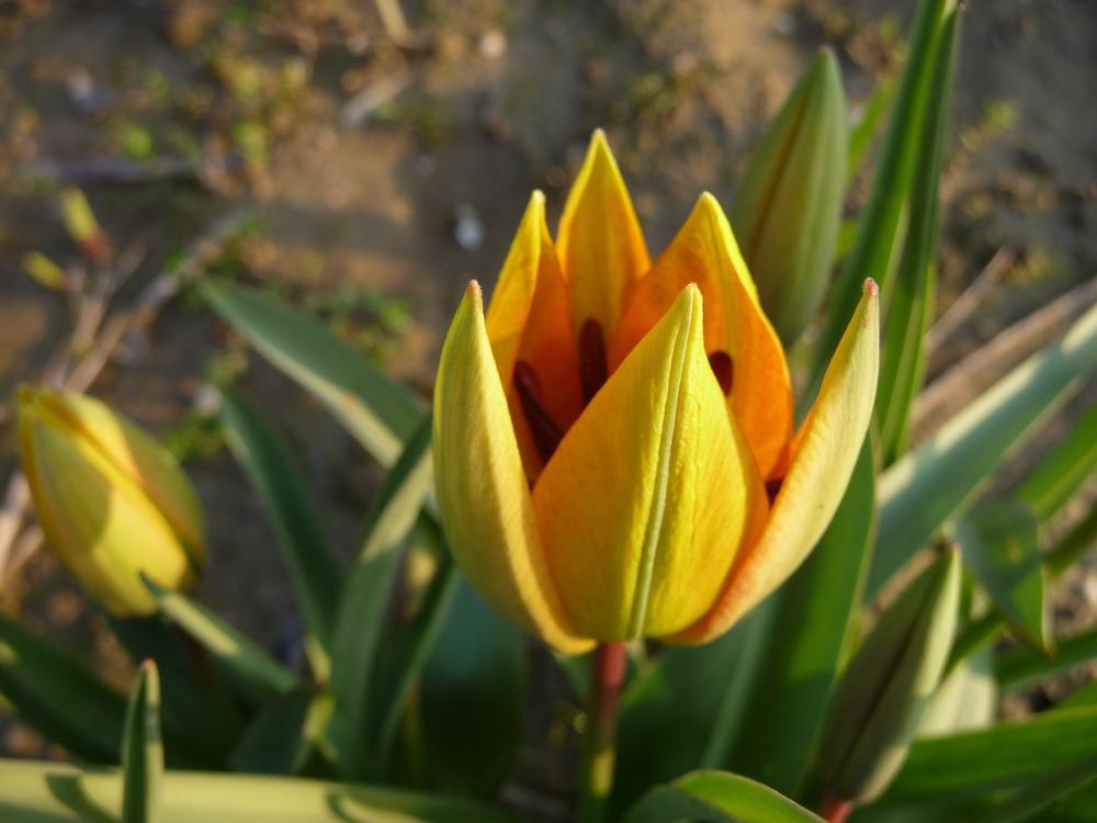 Photo of Species Tulip (Tulipa orphanidea) uploaded by xeronema