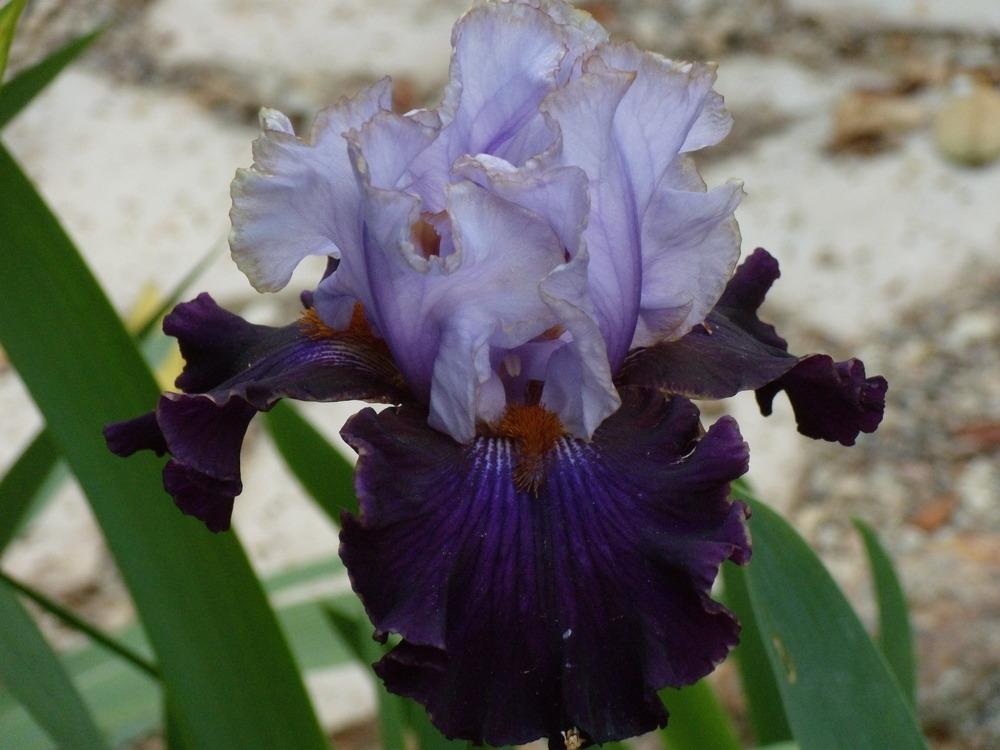 Photo of Tall Bearded Iris (Iris 'Edge of the World') uploaded by Betja