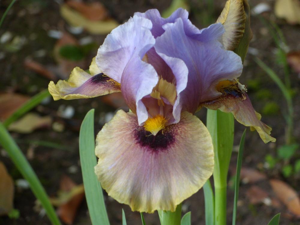 Photo of Arilbred Iris (Iris 'Eye to Eye') uploaded by Betja
