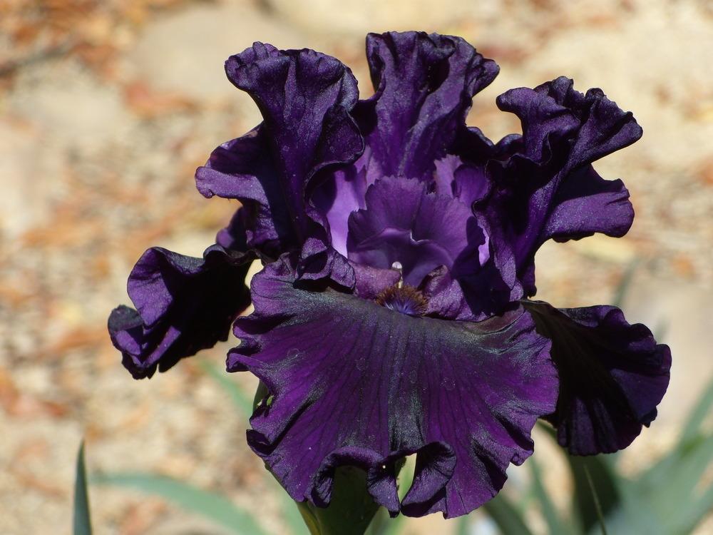 Photo of Tall Bearded Iris (Iris 'Noble Gesture') uploaded by Betja