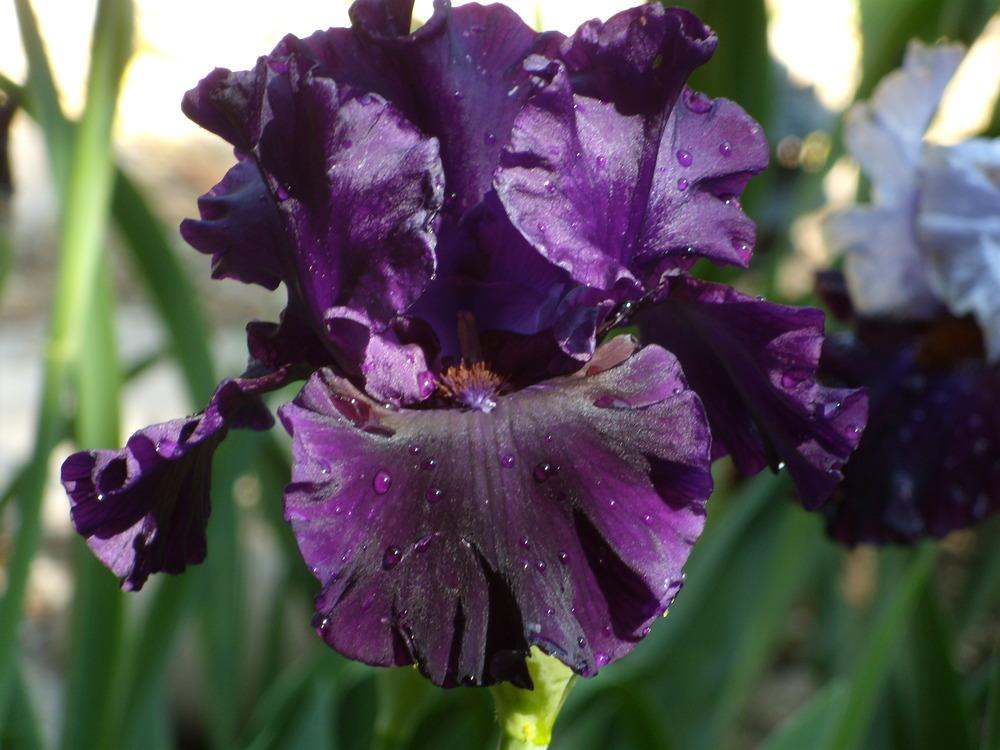 Photo of Tall Bearded Iris (Iris 'Noble Gesture') uploaded by Betja