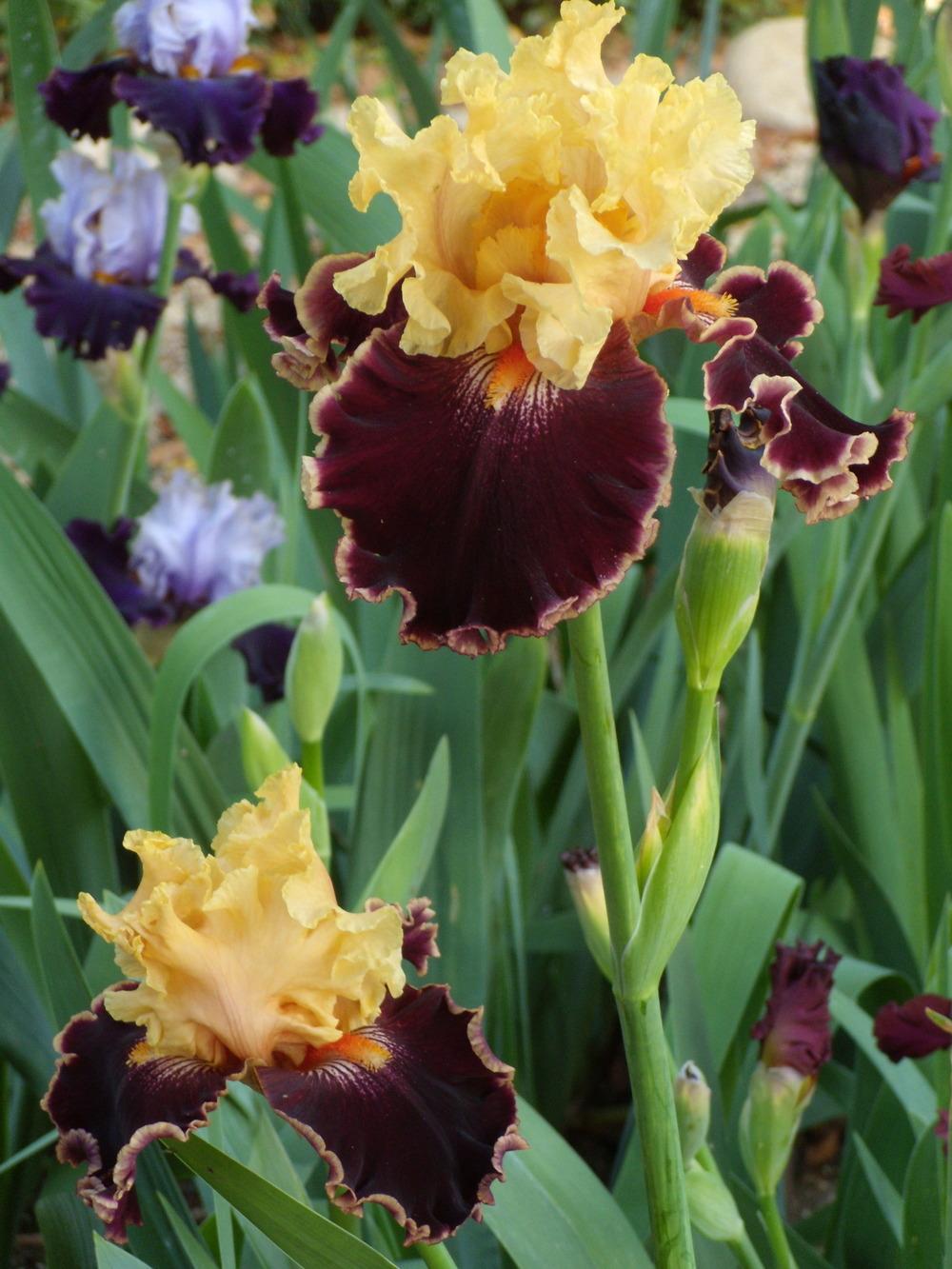 Photo of Tall Bearded Iris (Iris 'Spectacle') uploaded by Betja