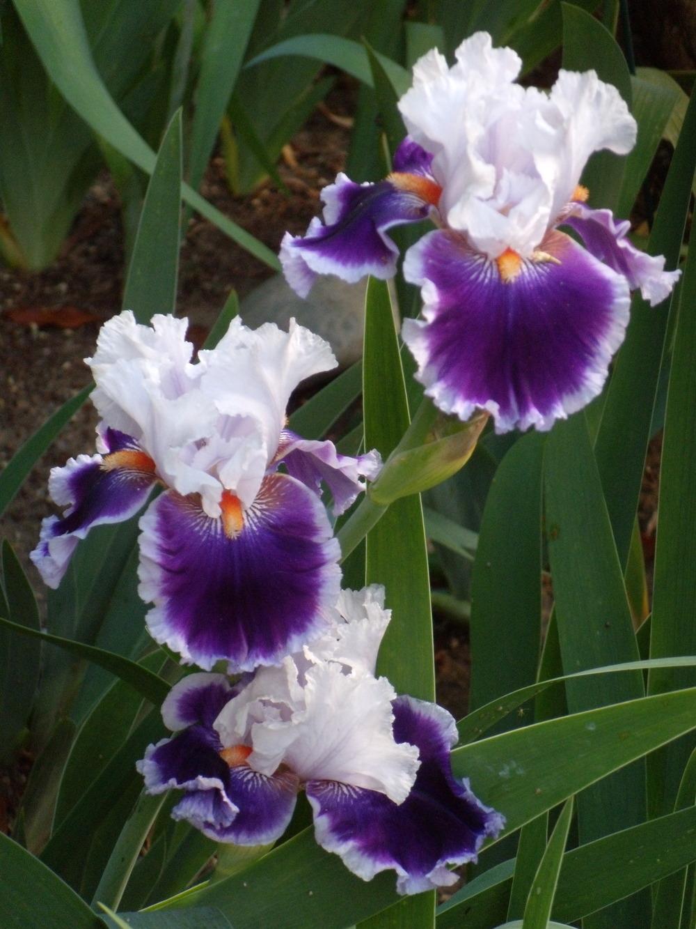 Photo of Tall Bearded Iris (Iris 'Bravery') uploaded by Betja